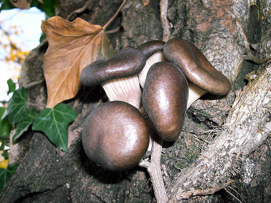 Pleurotus ostreatus.